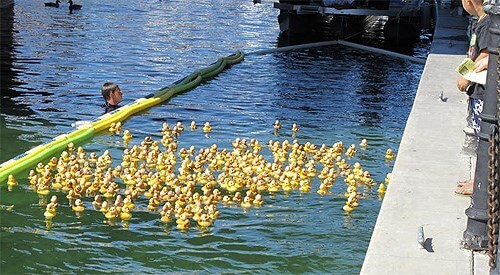 Lake Havasu City Duck Derby Race
